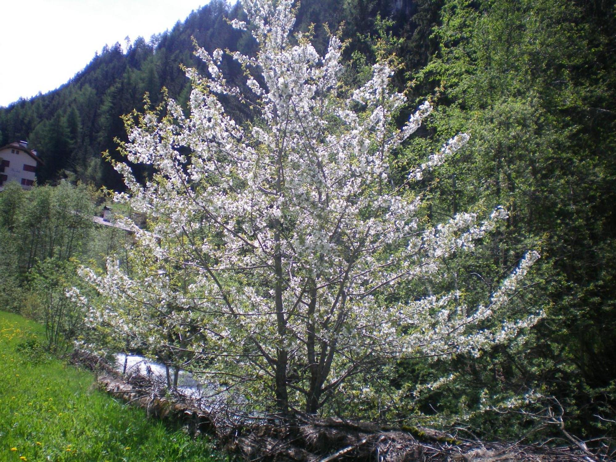 Santa Cristina Val Gardena Villa Otto מראה חיצוני תמונה